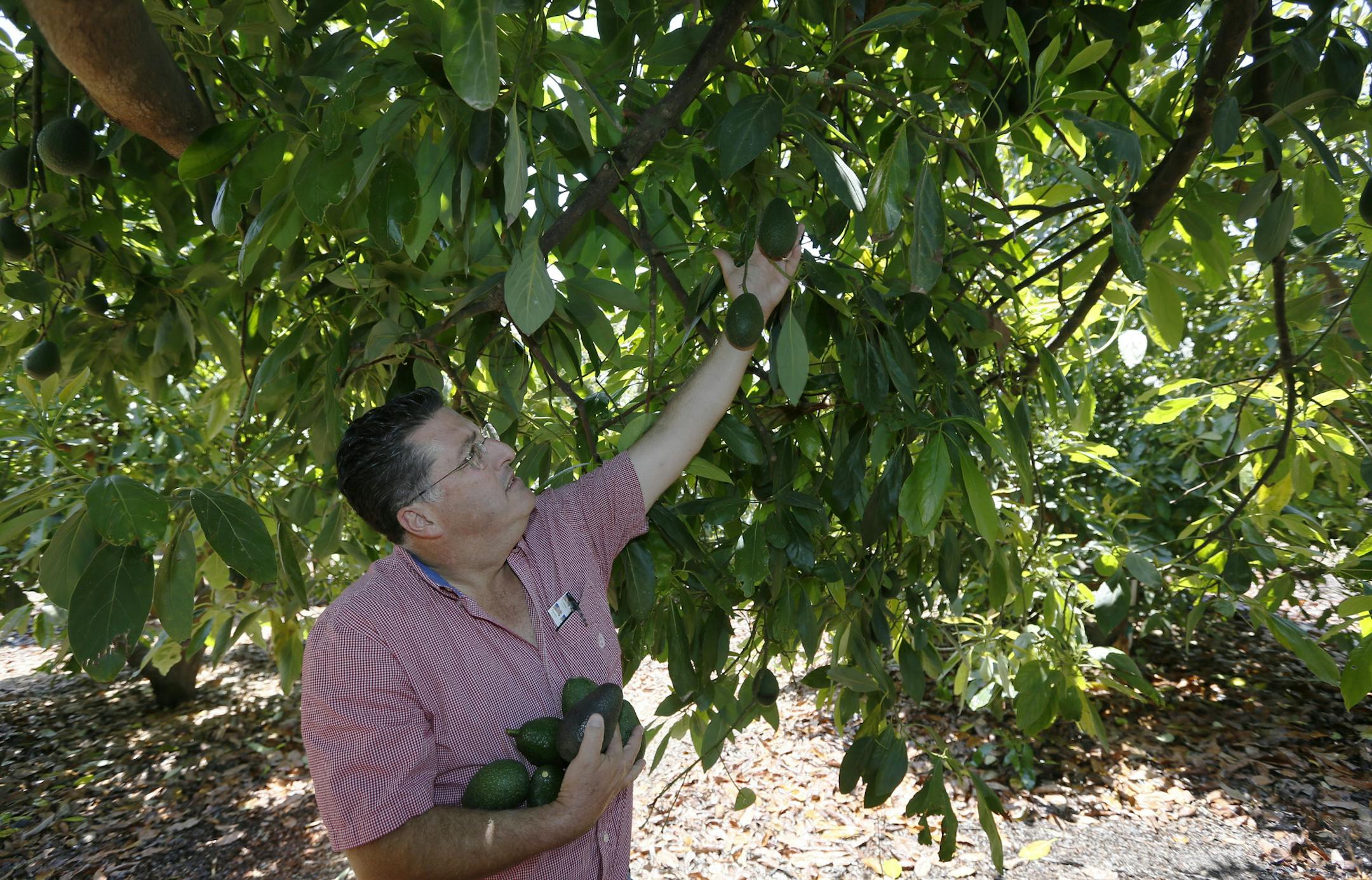 In this photo made Monday, June 3, 2013, farmer David Schwabauer, a partner/manager of Leavens Ranches, a fourth-generation avocado and lemon grower gathers avacados on the property in Moorpark, Calif. The Schwabauer family has been considering allowing energy companies to drill new exploratory wells in their orchards in Moorpark, but the trees in Moorpark rely on irrigation from a depleted aquifer, and the county is already in drought. (AP Photo/Damian Dovarganes)