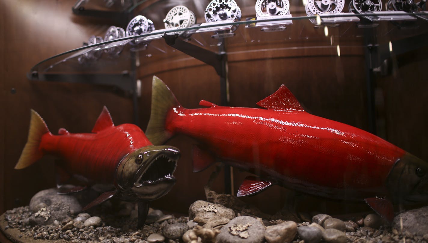 Sockeye salmon mounts at the fishing tackle counter of the new Cabela's store in Woodbury. ] JEFF WHEELER &#x201a;&#xc4;&#xa2; jeff.wheeler@startribune.com A new Cabela's store will open its doors in the Tamarack Village Shopping Center in Woodbury on May 15. We get a tour from the managers on Wednesday, April 16, 2014 well ahead of the media tour next month.