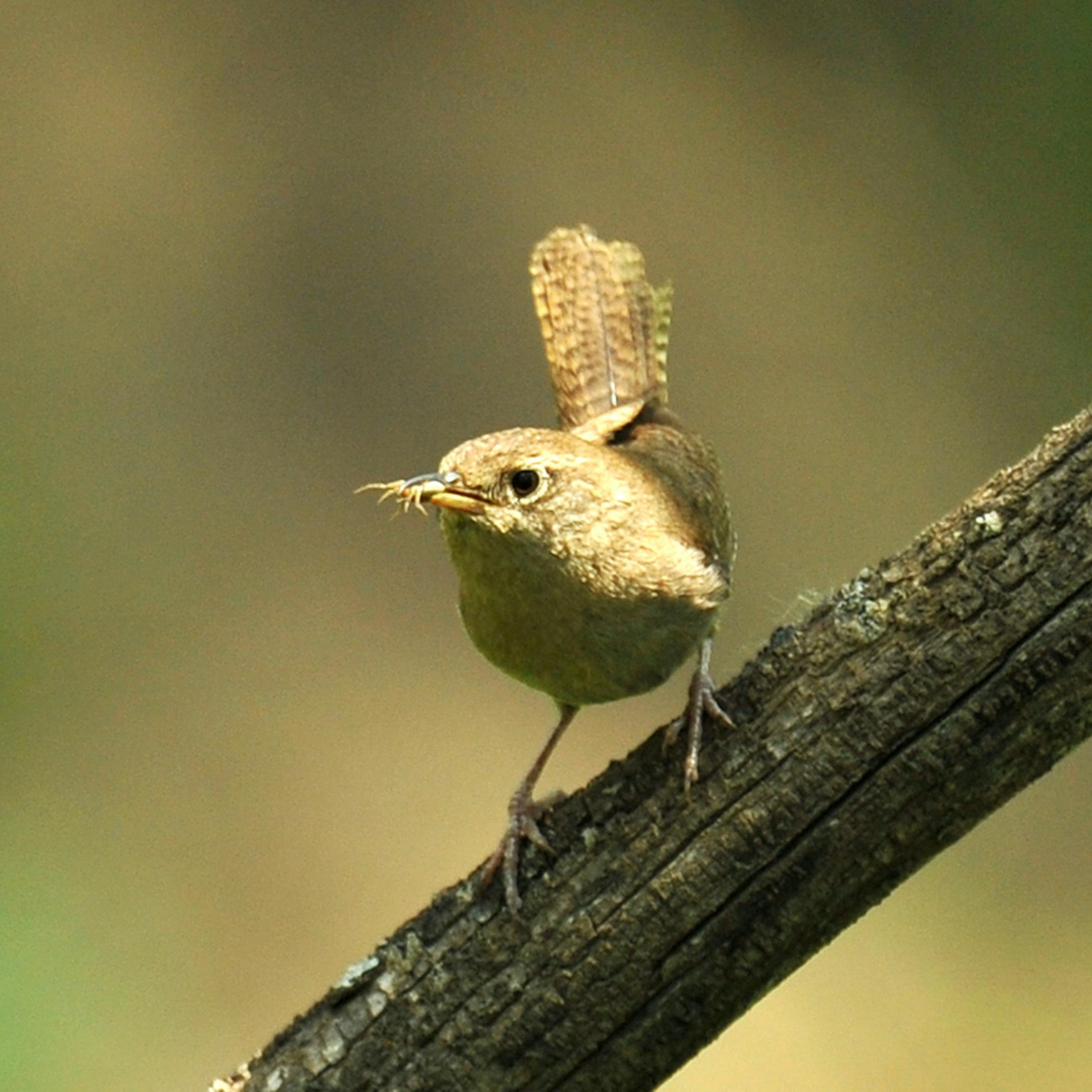 House Wren bringing spider (looks like a spider) home for its family.
Photo by Jim Williams