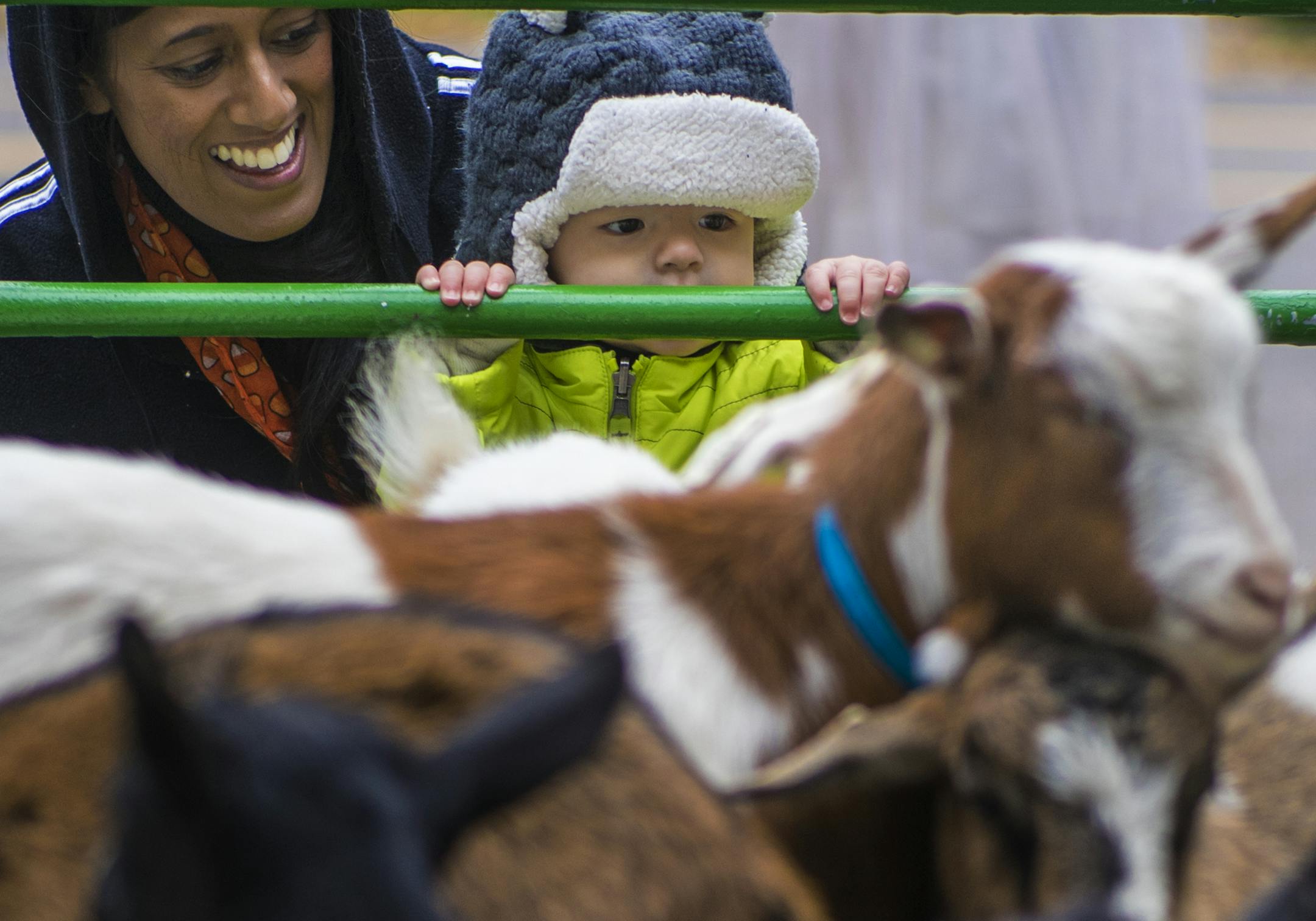 Shivanthi Sathanandan and her son Zachary, 7 months, were estactic to see the fainting goats penned at Frattallone&#x2019;s Ace Hardware. ] Grand Avenue will host BooFest on Grand on Sunday, Oct. 23. The annual celebration will feature a variety of family-friendly activities and events for the youngsters. Richard Tsong-Taatarii/rtsong-taatarii@startribune.com