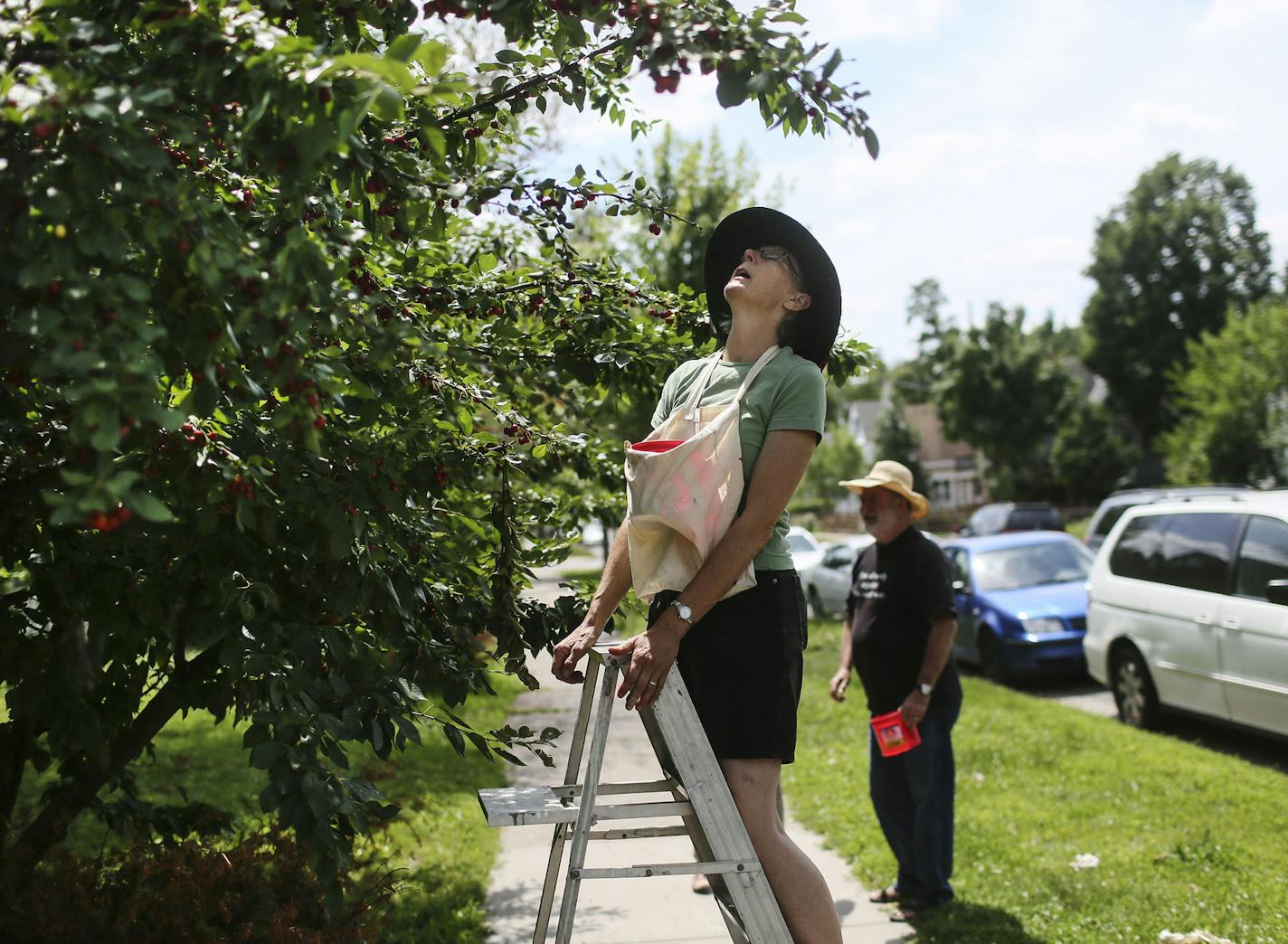 Mary Ann Crolley, front, foraged for cherries with her husband Charlie Underwoood, a retired teacher who taught for 41 years, from a tree on an Uptown lot Thursday, July 24, 2014, in Minneapolis, MN.] (DAVID JOLES/STARTRIBUNE) djoles@startribune Foraging - the act of picking berries, flowers and anything else that looks edible off the road for consumption - is on the rise in Minneapolis. The community that does it is small but consistent, but Minneapolis Park and Rec and city ordinances aren't e