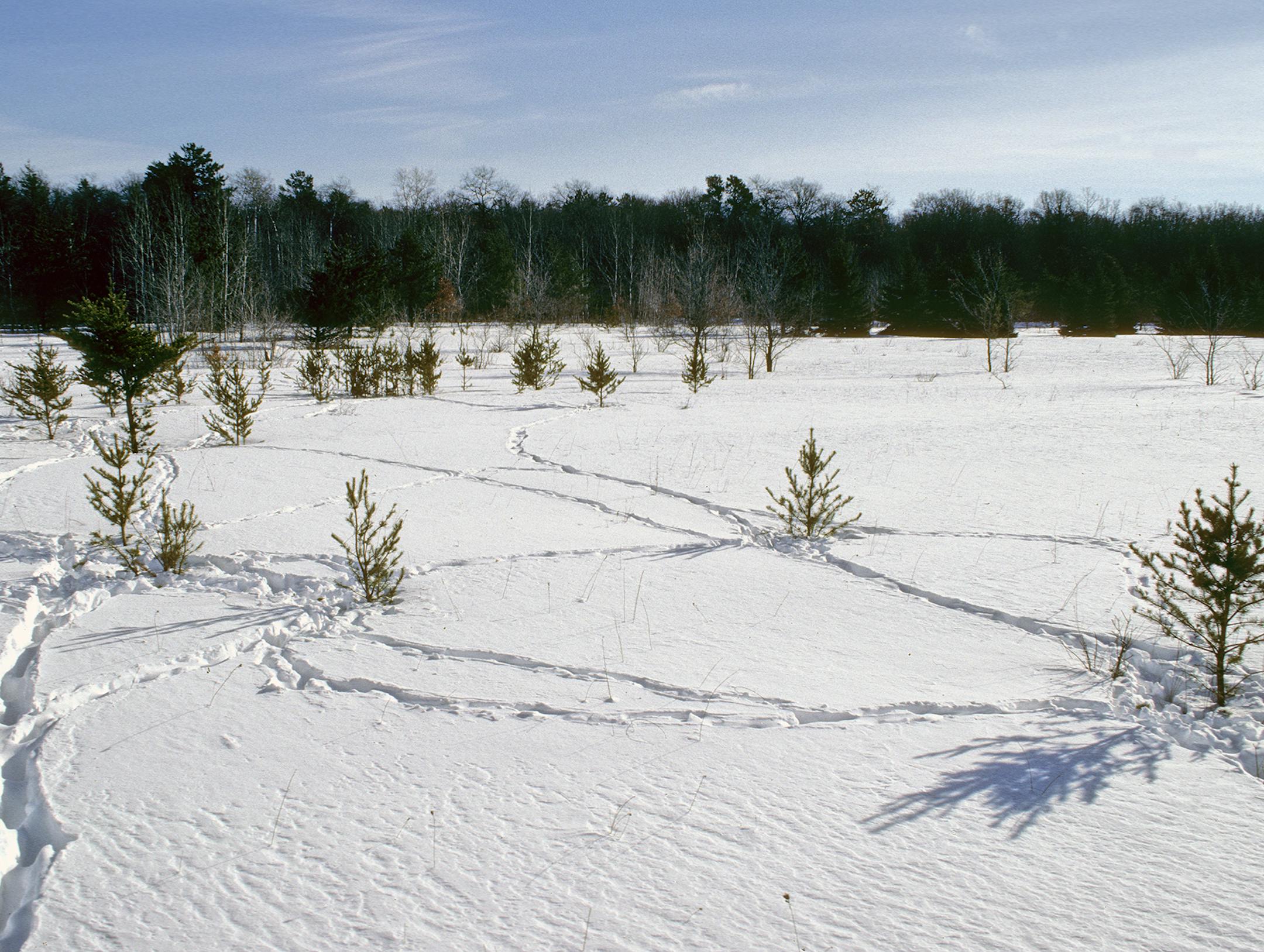 Even a novice tracker could tell, by looking at these deer tracks, that the animals had been feasting on young jack pines.