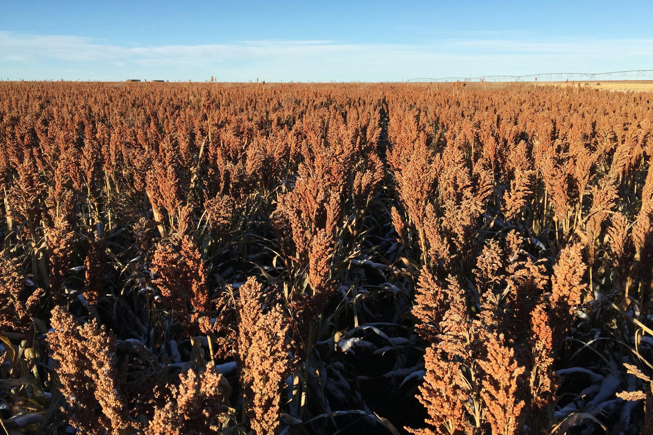A field of sorghum grain is seen at a farm outside of Texhoma, Oklahoma, U.S., in this undated photo released to Reuters on April 3, 2018.