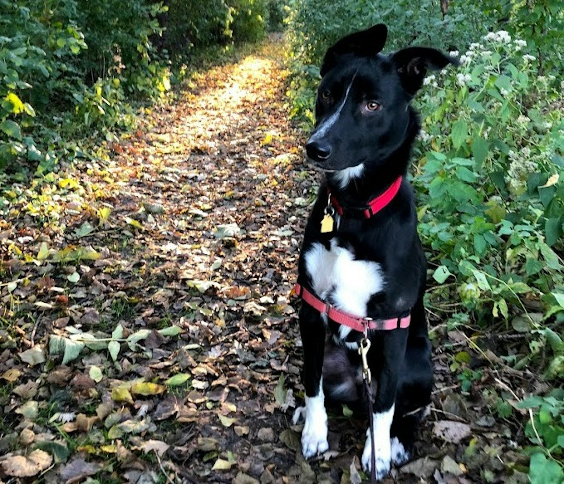 It was on a morning walk in November when a German shepherd ran up to Angus and began to bark and growl.