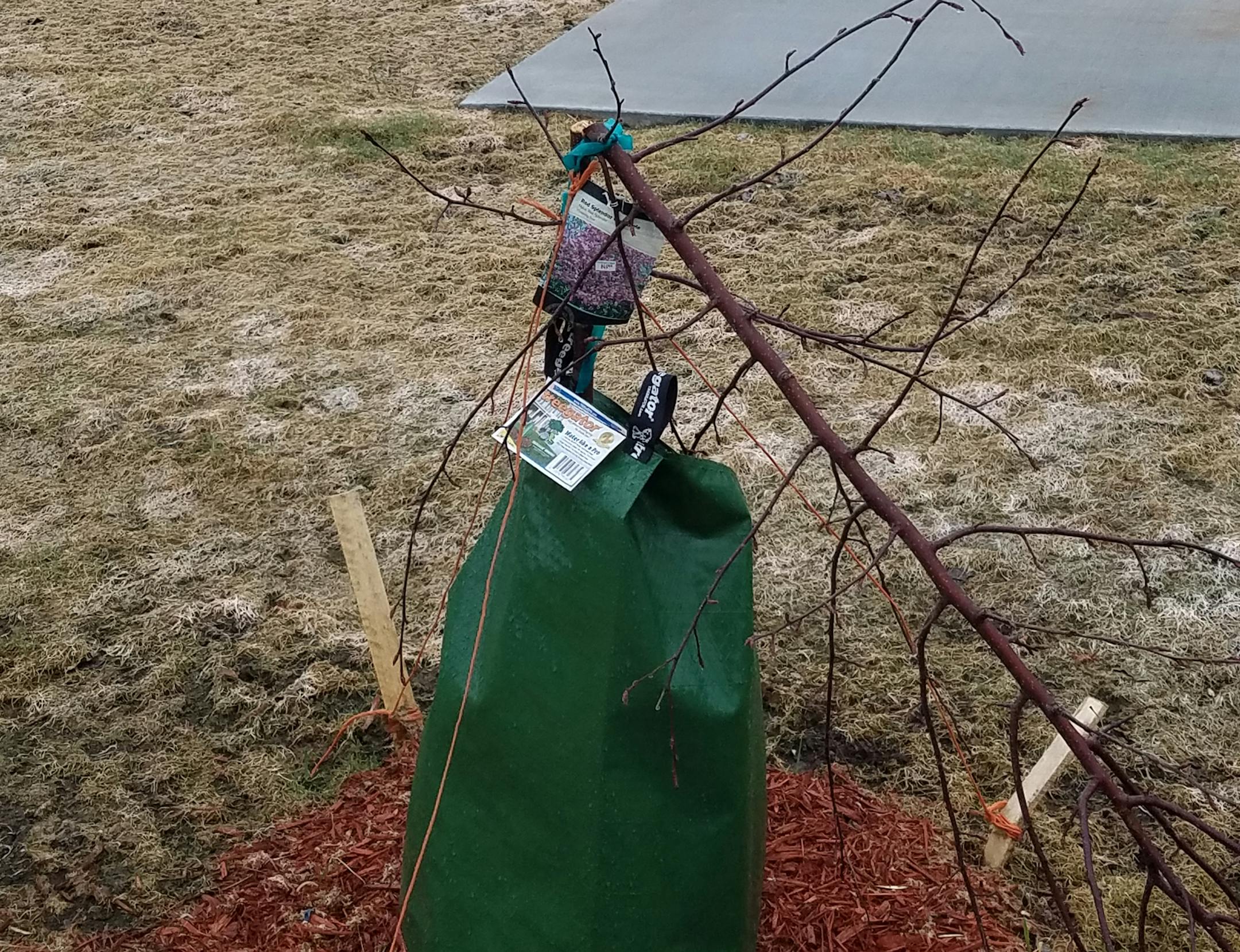 Vandalized trees at Ely Area Veteran's Memorial ORG XMIT: MIN1704201714270353