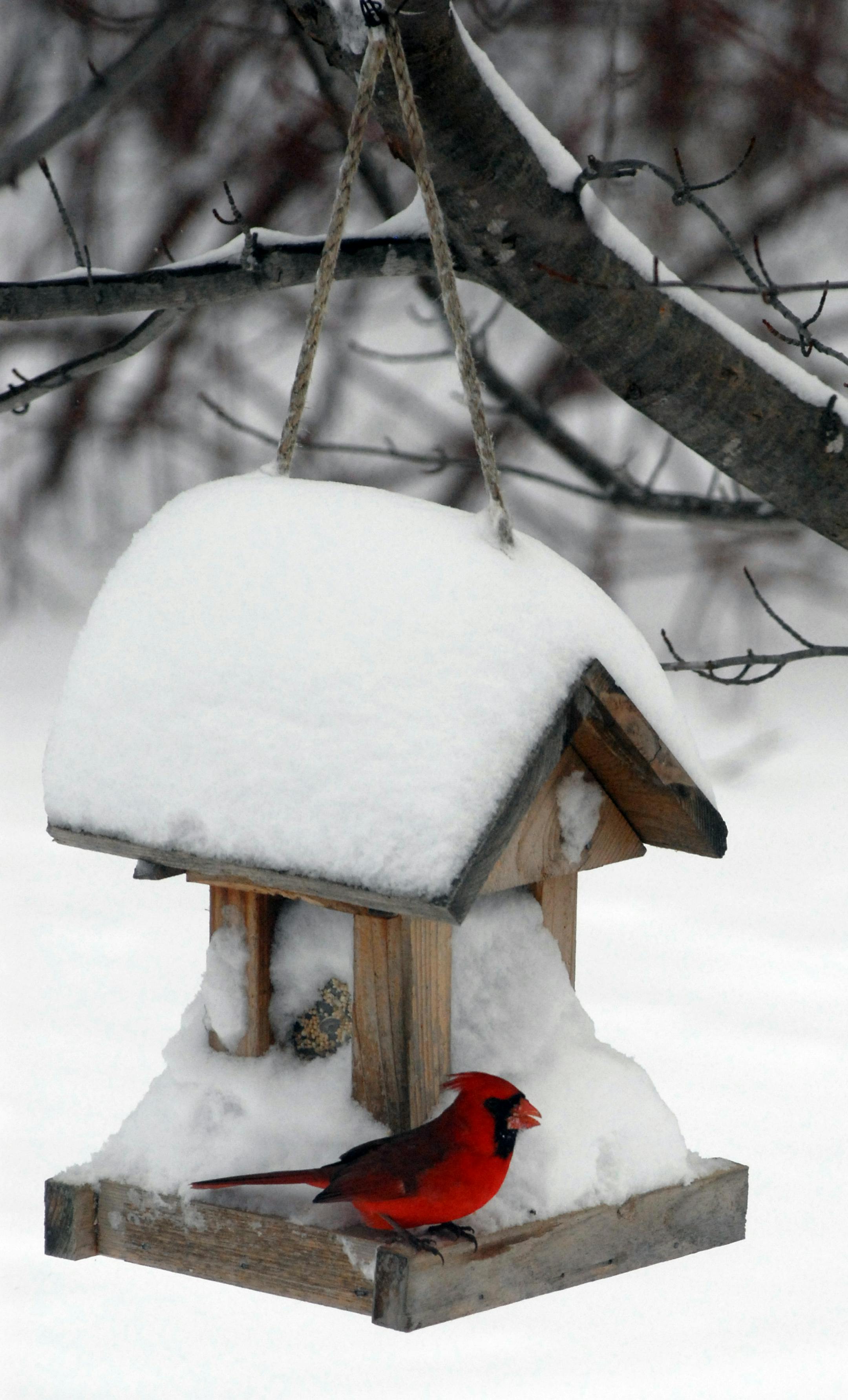This bird feeder was snowed in for a cardinal in the early morning.