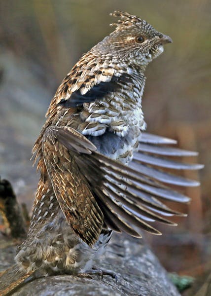 Ruffed Grouse drumming on a log. In spring, DNR cooperaters count the number of "drums'' they hear at specific locations. The counts are no longer pre