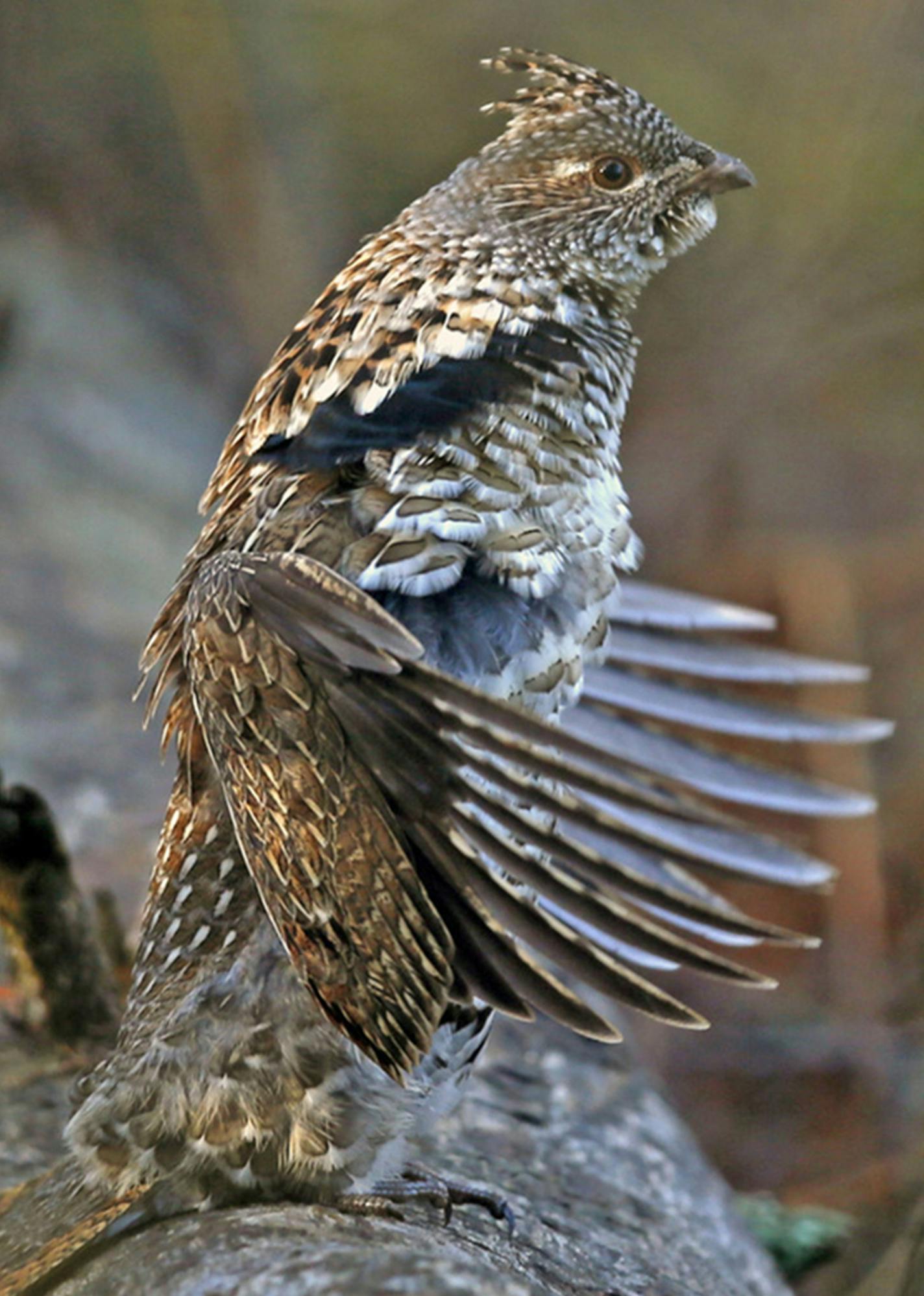 Ruffed Grouse drumming on a log. In spring, DNR cooperaters count the number of "drums'' they hear at specific locations. The counts are no longer predictors of the fall population. ORG XMIT: MIN1907181131112494