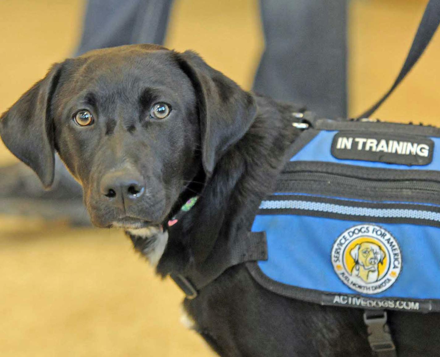 In this Aug. 17, 2015 photo, Abby wears a Service Dog For America vest during training at the Missouri River Correctional Center south of Bismarck, N.D. Several inmates at the facility are helping train the dogs Service Dogs For America, a group that provides all kinds of service dogs to people and facilities.