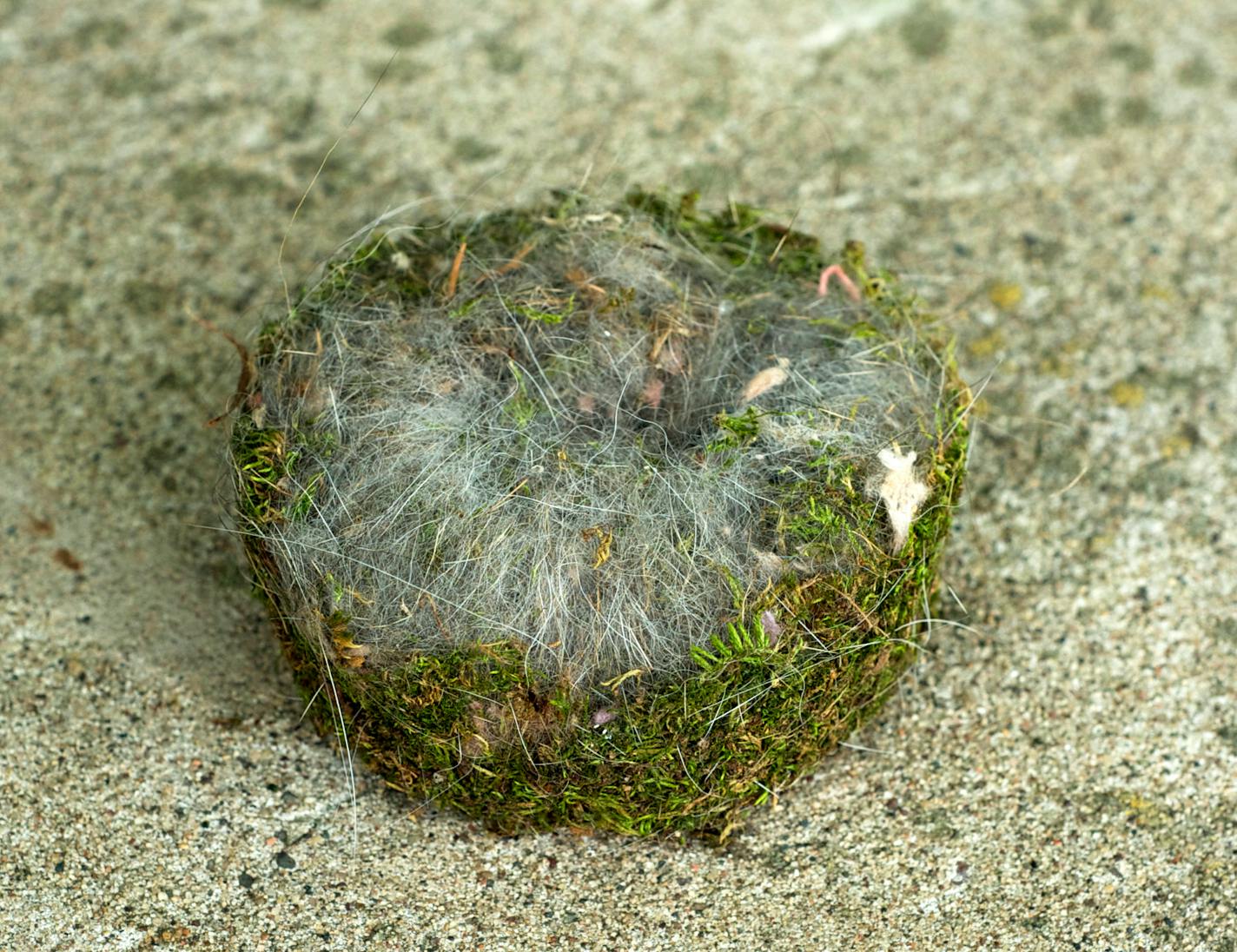 Moss and fur make up this chickadee nest.