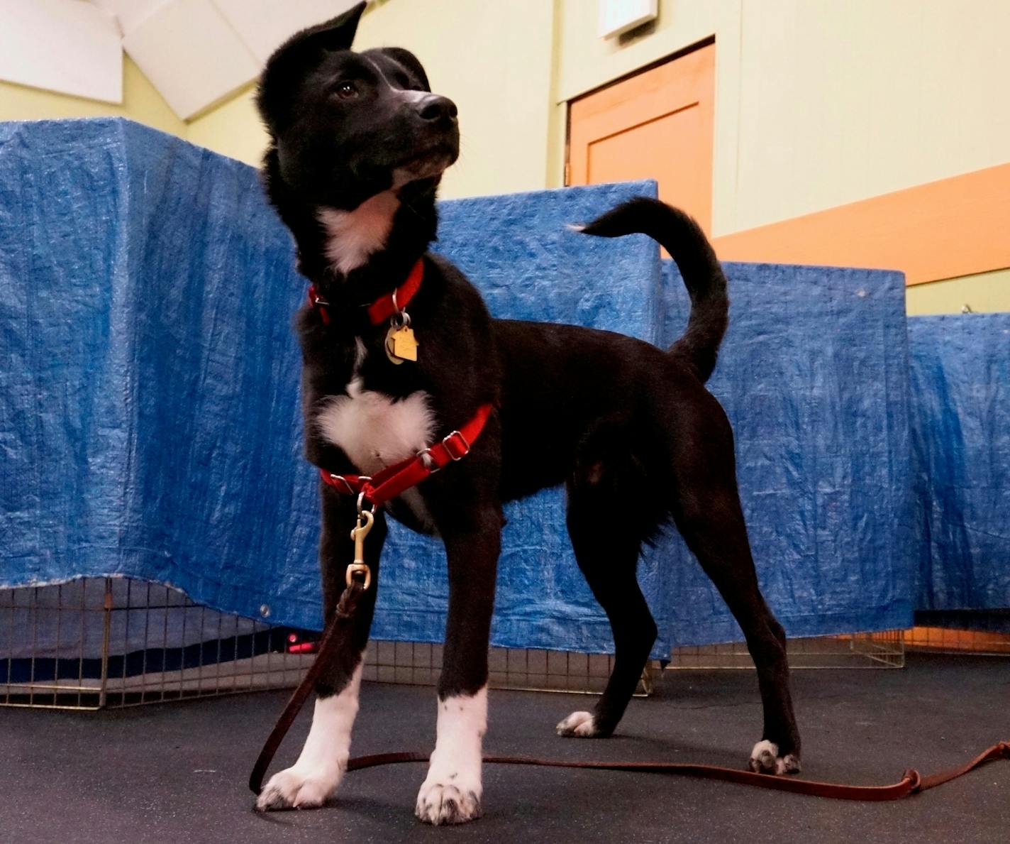 Photo by Doug Iverson
Angus appears to listen to the teacher's instructions during obedience class.