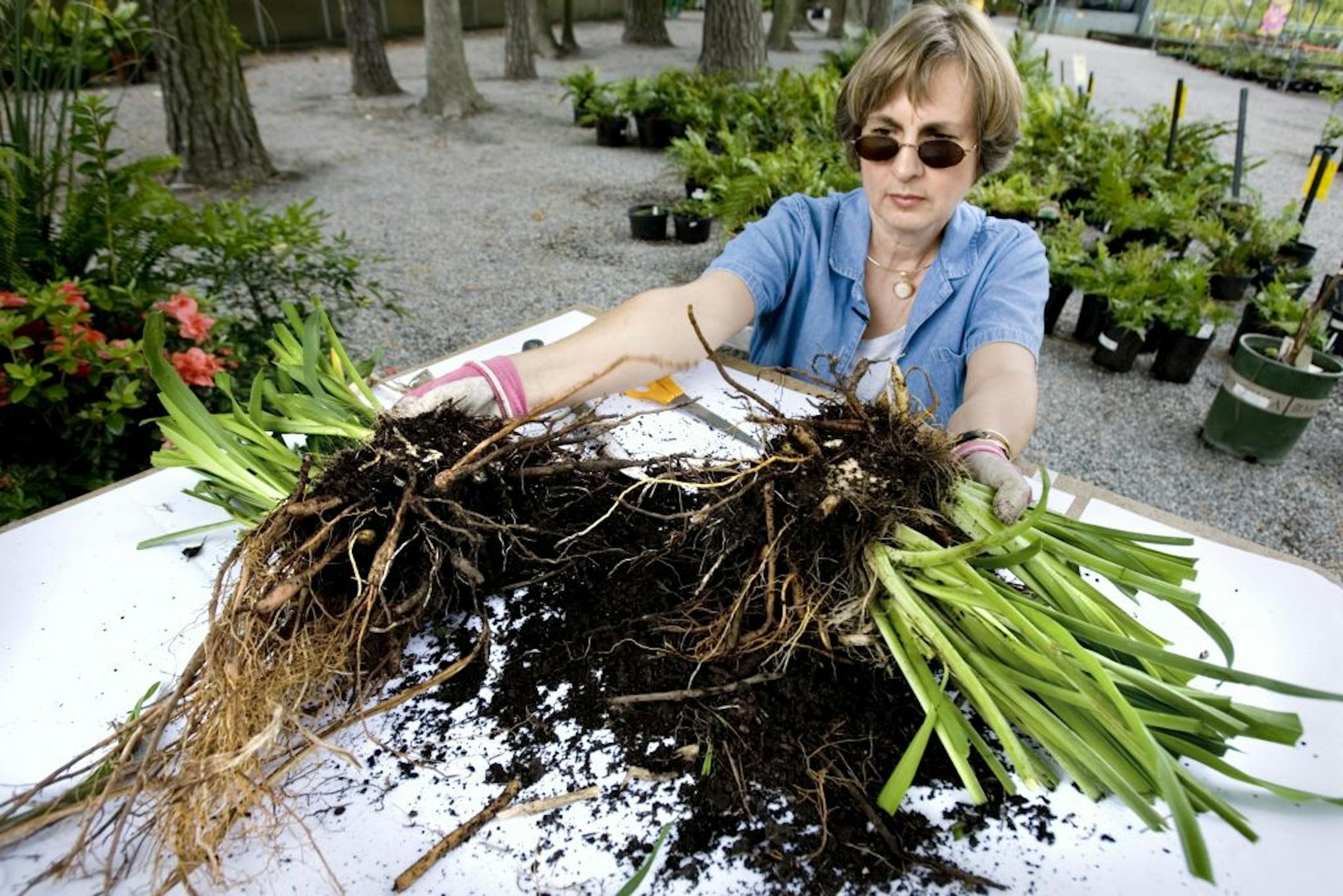 Late summer to early fall is the ideal time to divide perennials like daylilies and peonies.You can first cut the root ball in half and then decide to make further divisions.