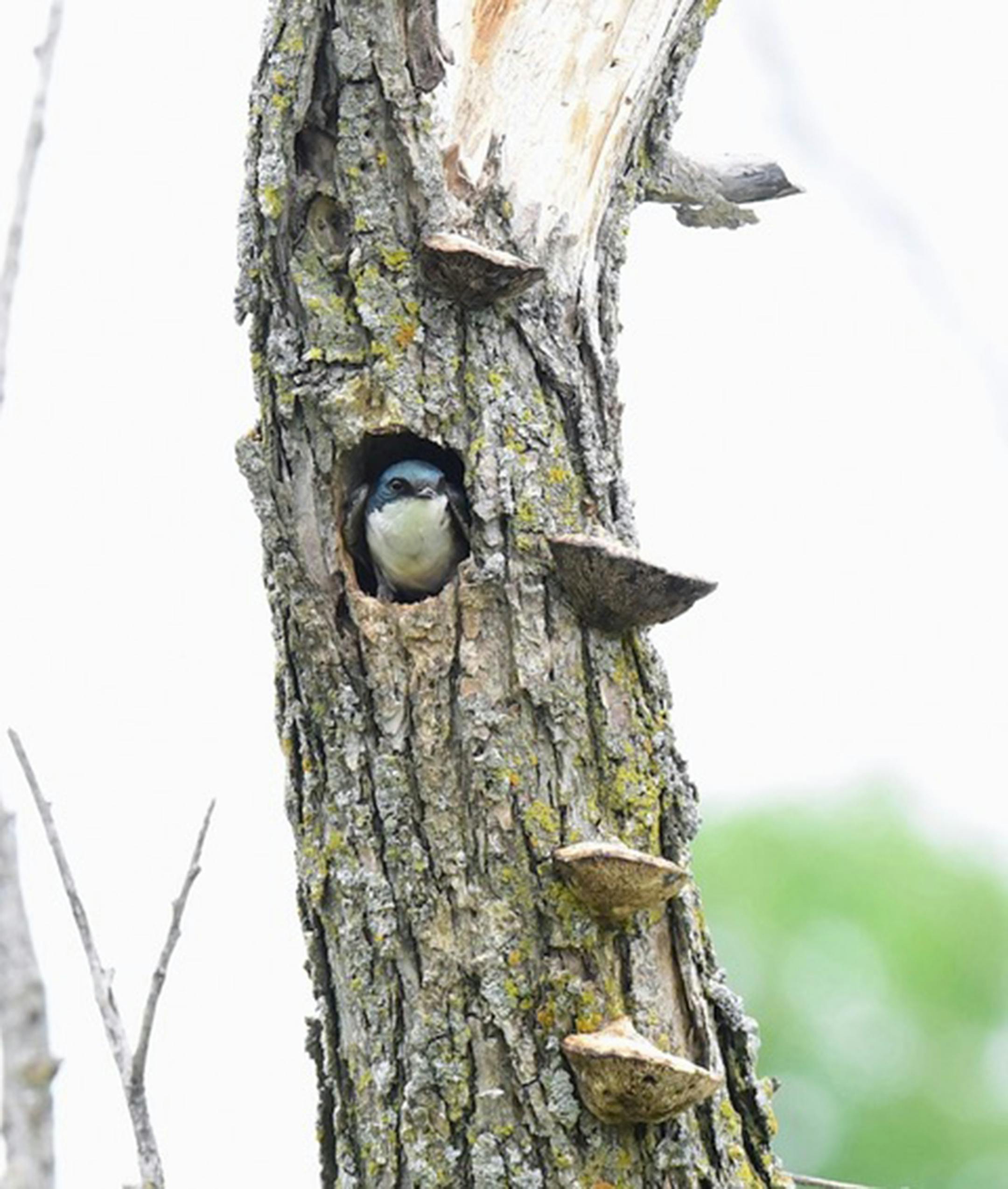 Jim Williams photo: Trees once were the only nesting choice for birds needing cavities, now increasingly hard to find. The occupant is a tree swallow.