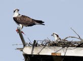 Two osprey tended their nest atop a platform placed on a utility pole near the Edina water tower at Gleason Rd. and Hy 62. The bird on the left appear