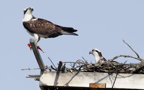 Two osprey tended their nest atop a platform placed on a utility pole near the Edina water tower at Gleason Rd. and Hy 62. The bird on the left appear
