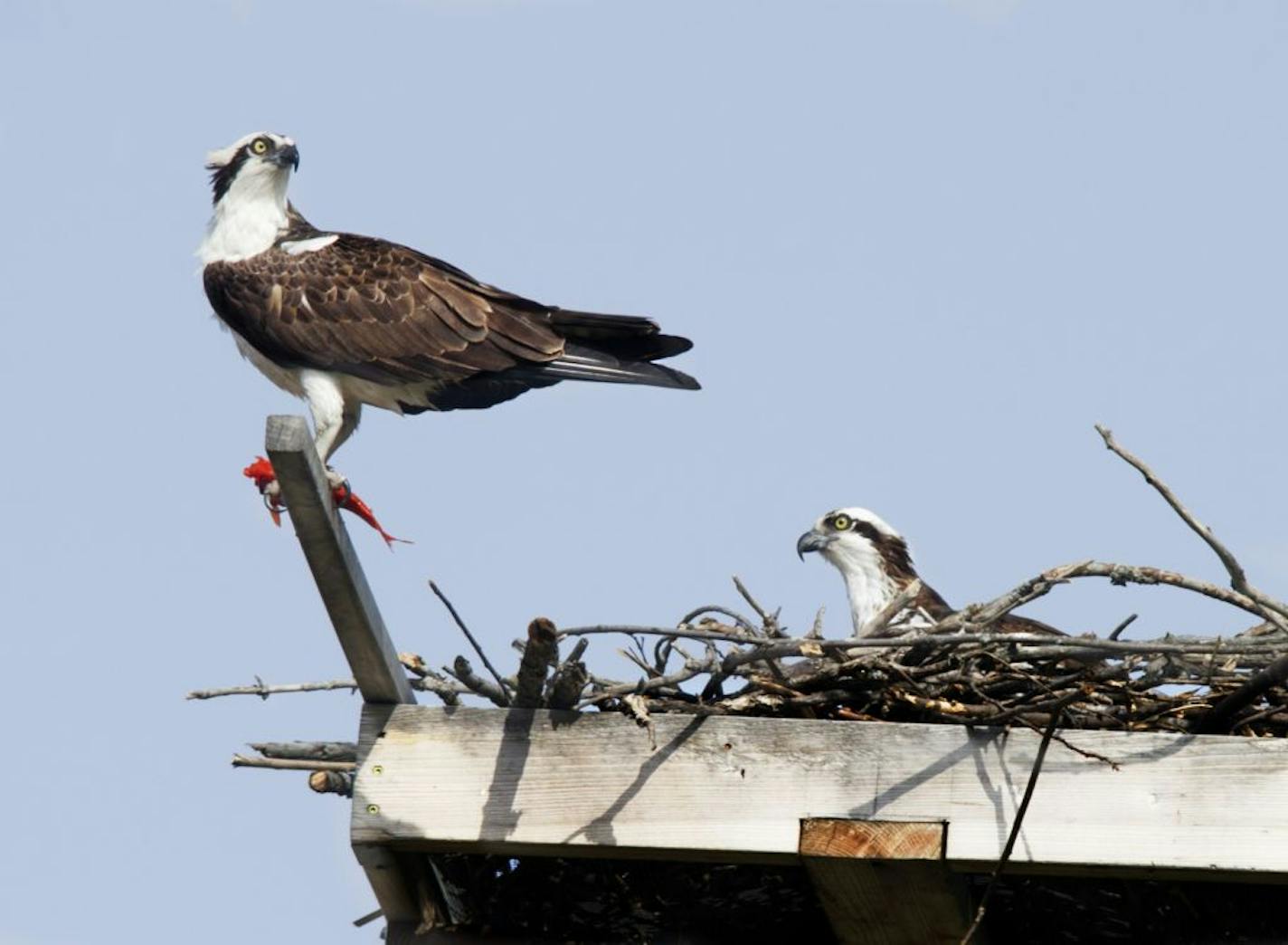 Two osprey tended their nest atop a platform placed on a utility pole near the Edina water tower at Gleason Rd. and Hy 62. The bird on the left appears to have found a fish from somewhere, perhaps from near by 9 Mile Creek.