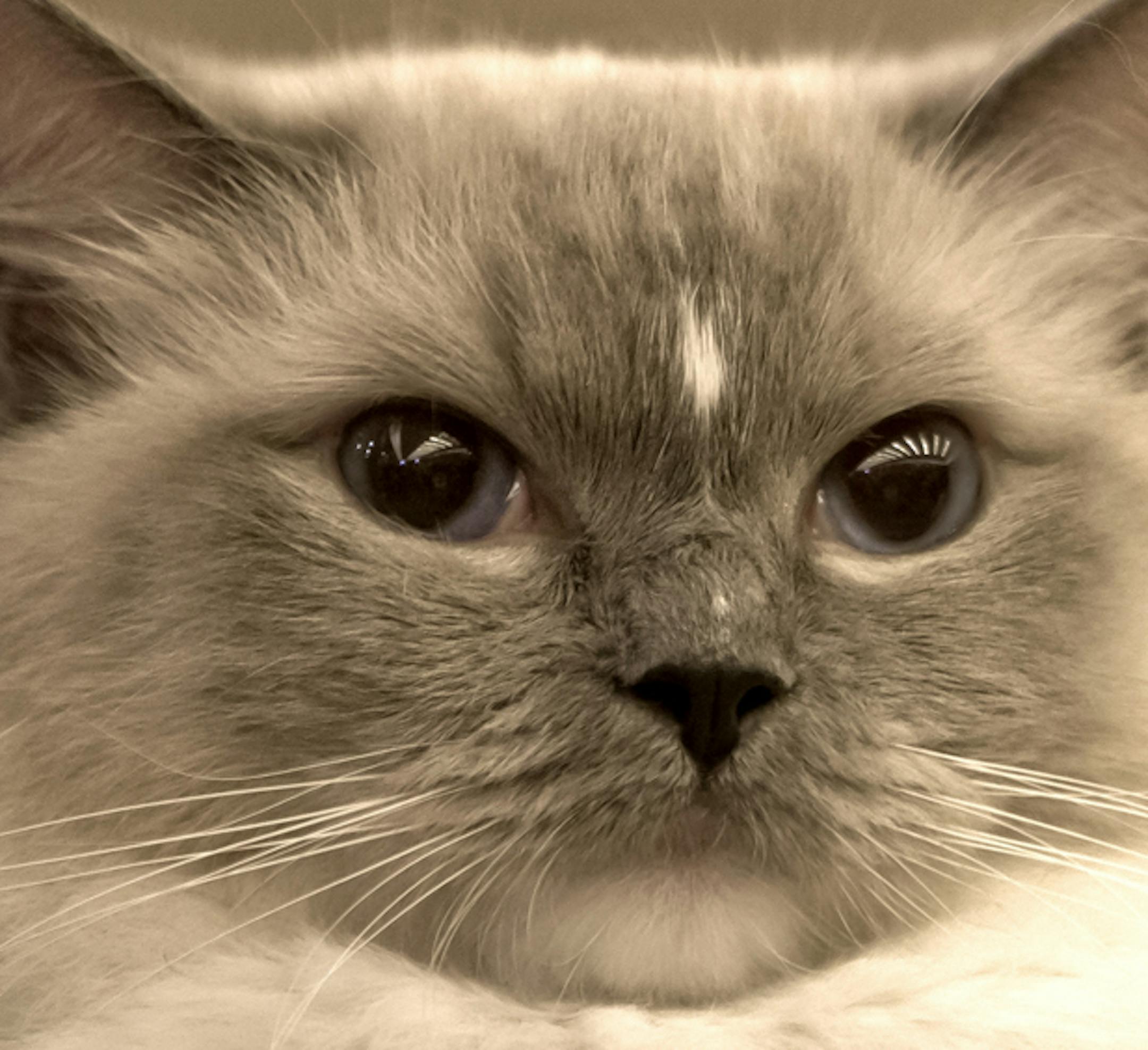 A Ragdoll cat is held by its its owner during an international feline beauty competition in Bucharest, Romania, Saturday, April 6, 2013. The contest, far less enjoyed by the cats than by the numerous visitors, was entered by more than 200 felines.(AP Photo/Vadim Ghirda)