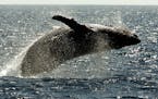 In this Jan. 23, 2005 file picture, a humpback whale leaps out of the water in the channel off the town of Lahaina on the island of Maui in Hawaii. Th