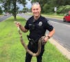 A Colombian red tail boa constrictor was found in the median of Nicollet Avenue near McAndrews Road in Burnsville Monday.