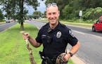 A Colombian red tail boa constrictor was found in the median of Nicollet Avenue near McAndrews Road in Burnsville Monday.
