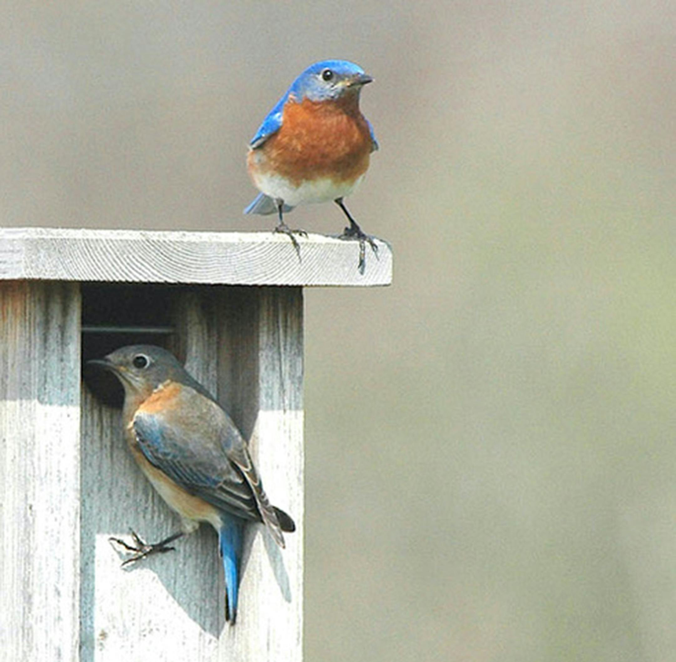 A pair of Eastern bluebirds gets right down to business.Jim Williams photo