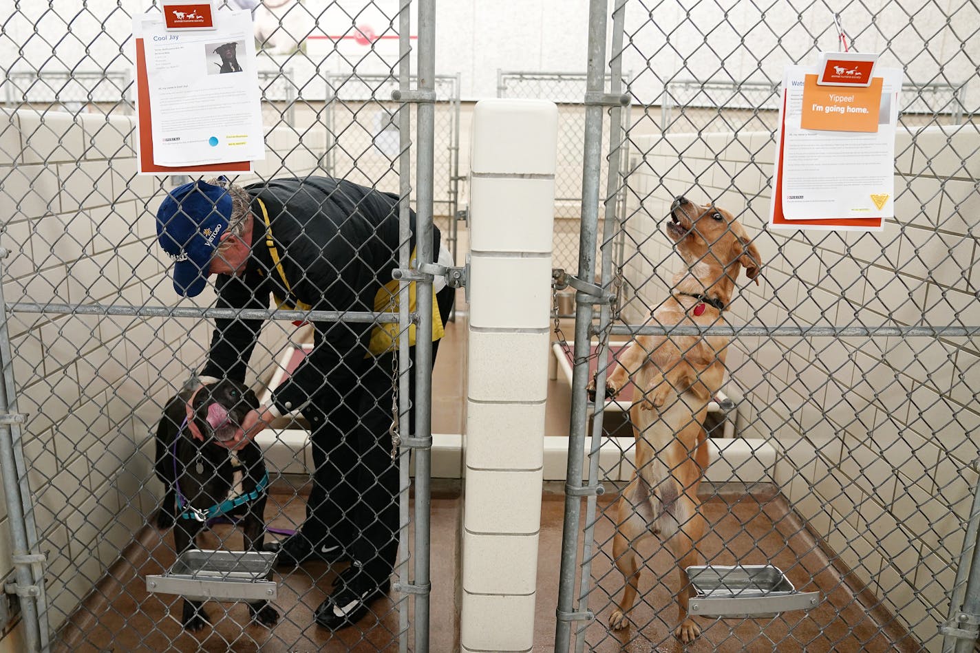 Volunteer Mark Boerger tended to Cool Jay as Watson leapt in the run beside them Thursday. ] ANTHONY SOUFFLE • anthony.souffle@startribune.com