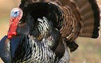 DNR to consider changes to spring turkey hunting season