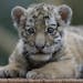 Little Amur tiger girl Alisha is presented to the public at the Tierpark zoo in Berlin, Germany, Thursday, Jan. 22, 2015. Alisha is one of three young