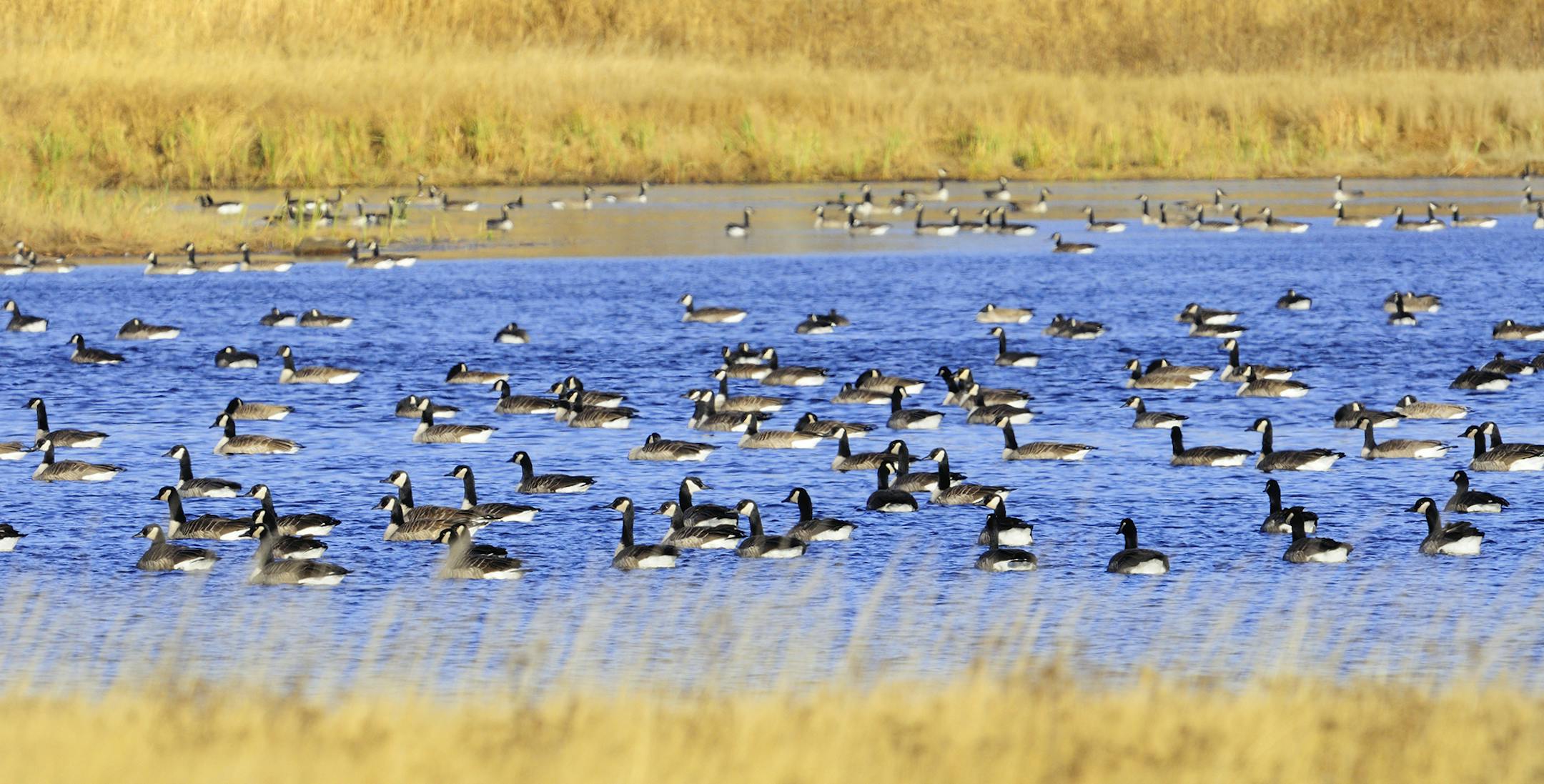 Migrating flocks of Canada geese usually spend mid-day on the water. They feed in fields on waste grain morning and evening.