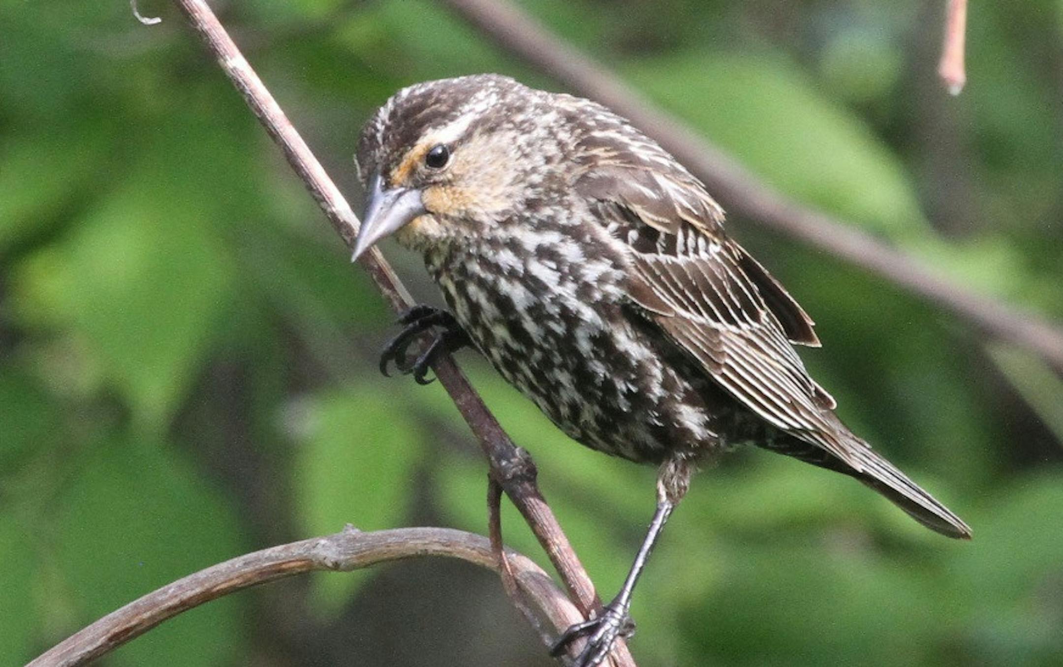 A female red-winged blackbird wears camouflage to hide from predators while sitting on her nest. credit: Don Severson, special to the Star Tribune