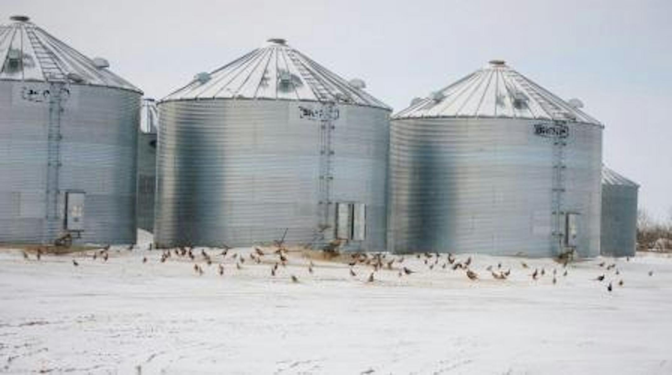 Harsh winter conditions in southwest North Dakota have concentrated pheasants in the only refuges left - groves and farmyards. Photo courtesy of Craig Armstrong.