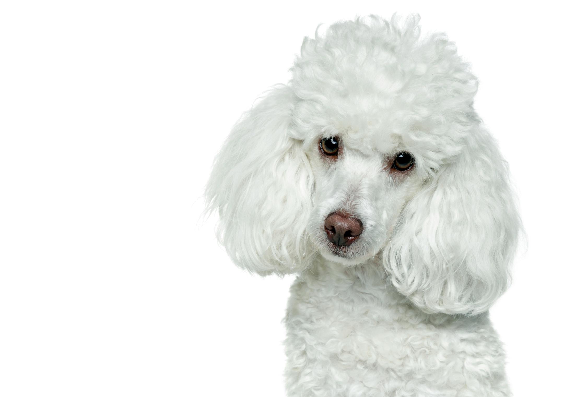 Typically about a foot in height and weighing around 15 pounds, the miniature poodle is well-suited to condominium living.