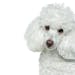 Typically about a foot in height and weighing around 15 pounds, the miniature poodle is well-suited to condominium living.