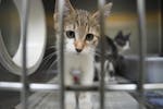 Lovely, a shorthair mix two-month-old kitten waited to be adopted at the Animal Humane Society Tuesday, May 9, 2023 in Woodbury, Minn. The Animal Huma