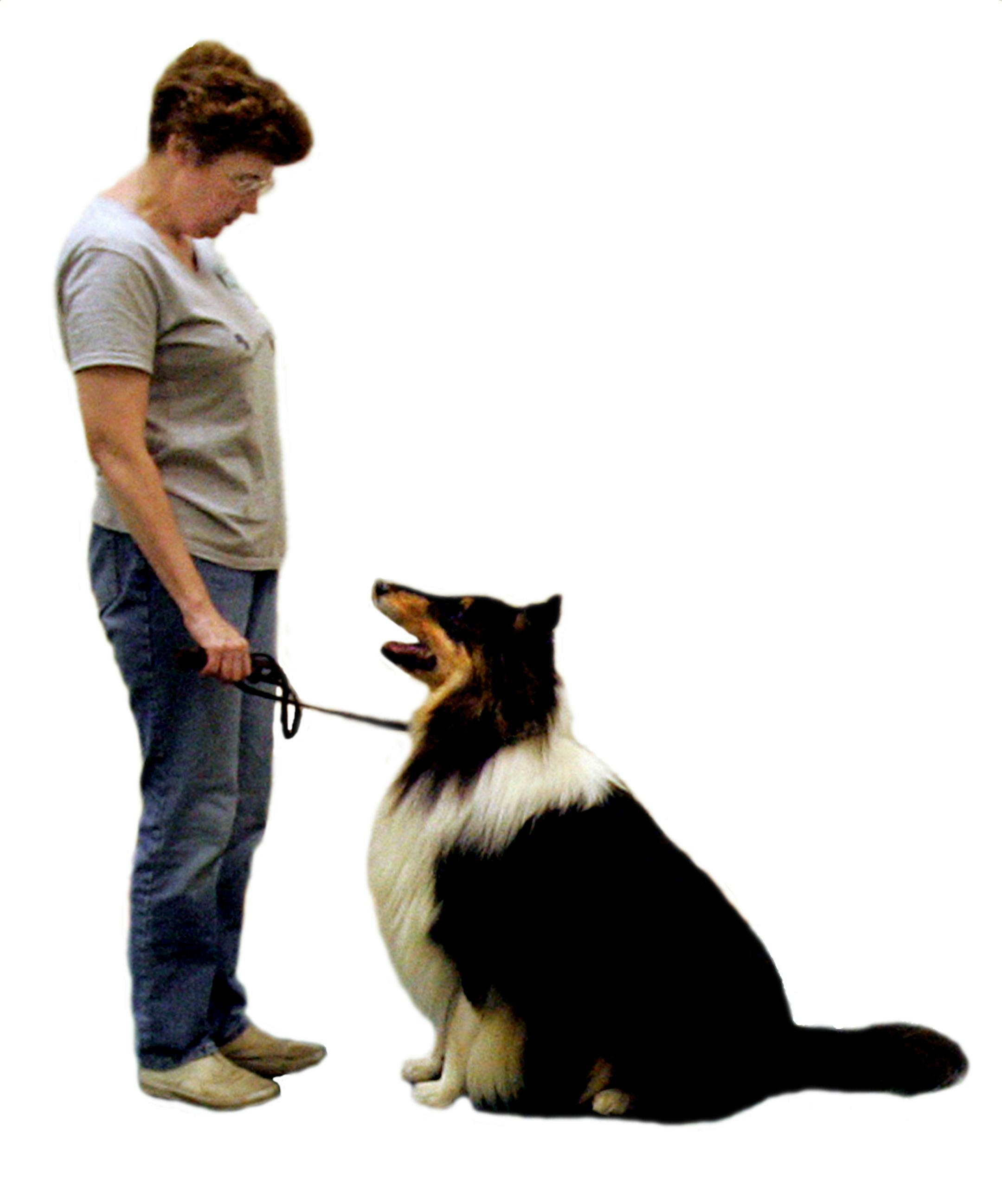 Martha Hoffman teaches her collie, Kyrie, the return to heel position during Carol Frederick's dog training class in Cuyahoga Falls, Ohio, October 10, 2006. (Phil Masturzo/Akron Beacon Journal/MCT)