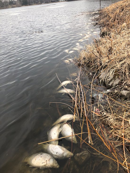 Hundreds of dead fish wash up on Bloomington's Lower Penn Lake