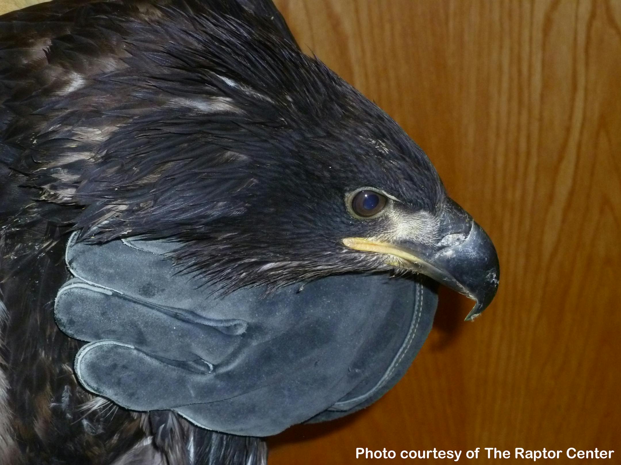 An eagle is recovering at the Raptor Center after dangling by a frayed rope from a tree for several days.