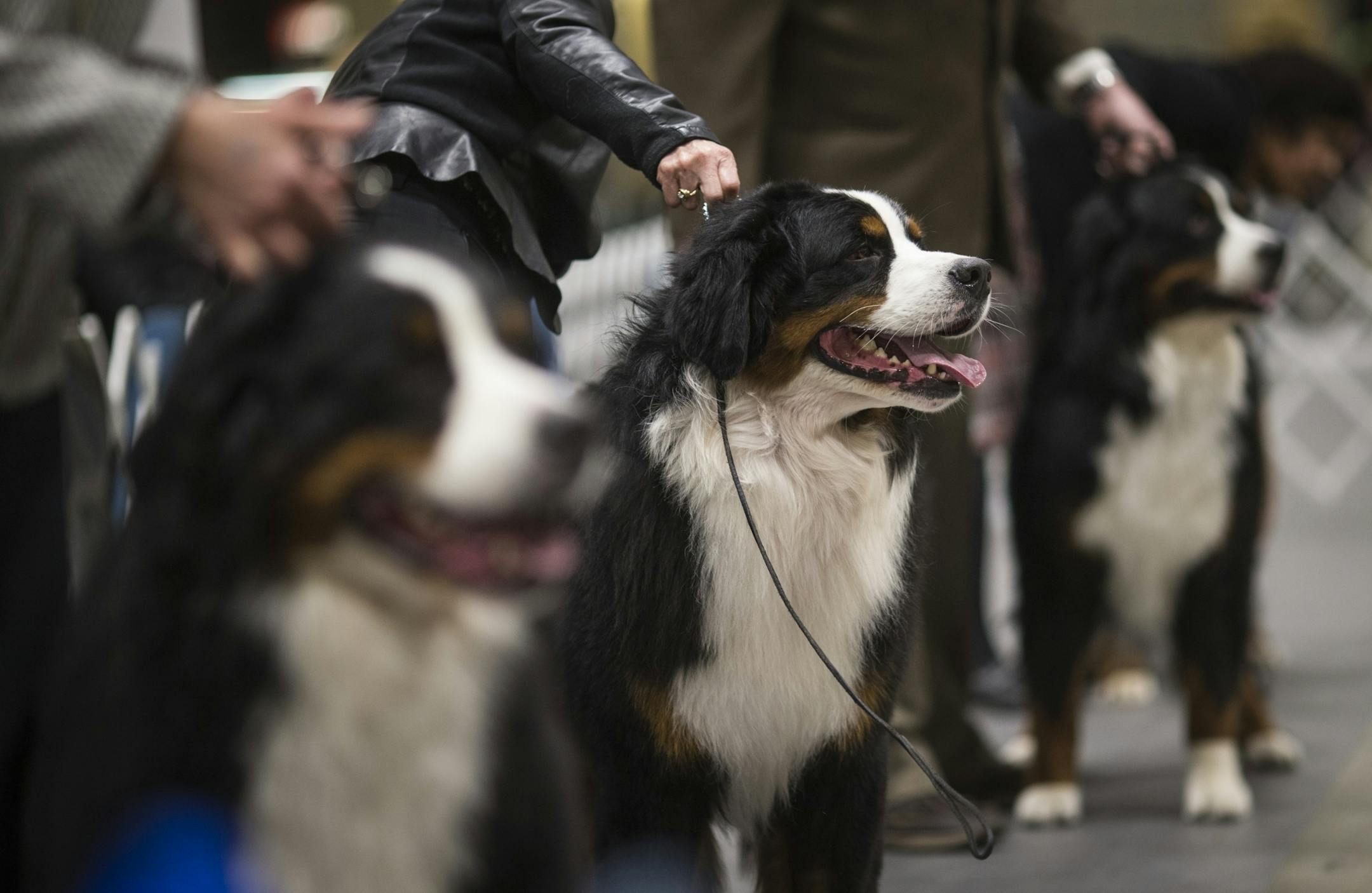 Bernese mountain dogs during a show on the first day of the the annual Land O'Lakes Kennel Club Dog Show on Friday, January 8, 2015, at the RiverCentre in St. Paul , Minn.
