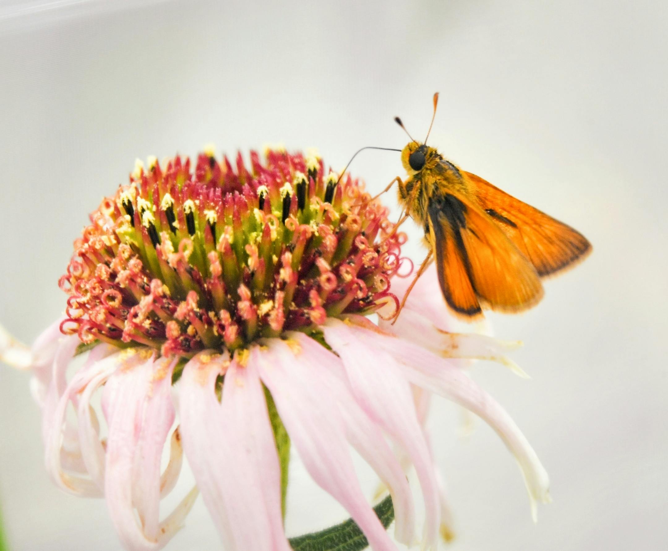 A male Dakota Skipper gathers nectar from a purple coneflower with his his proboscis.
