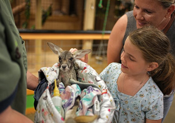 Evelyn Jeanetta, 8, and her mother Natalie meet Rudy, a baby kangaroo at Sustainable Safari in the Maplewood Mall.