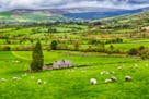 Located south of Dublin, County Wicklow is known for its sweeping landscapes — and its native sheep.