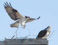 Ospreys build their nest.
Photo by Jim Williams