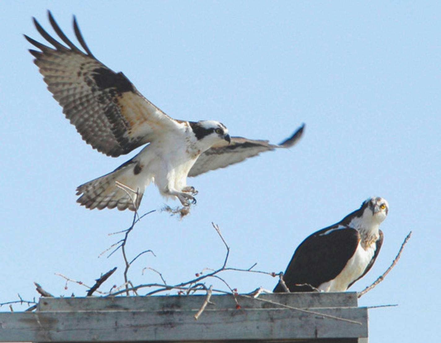 Ospreys build their nest.
Photo by Jim Williams