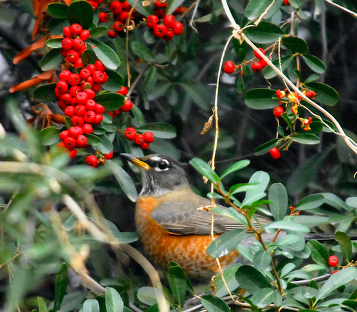 A robin perches on a bush with red berries.