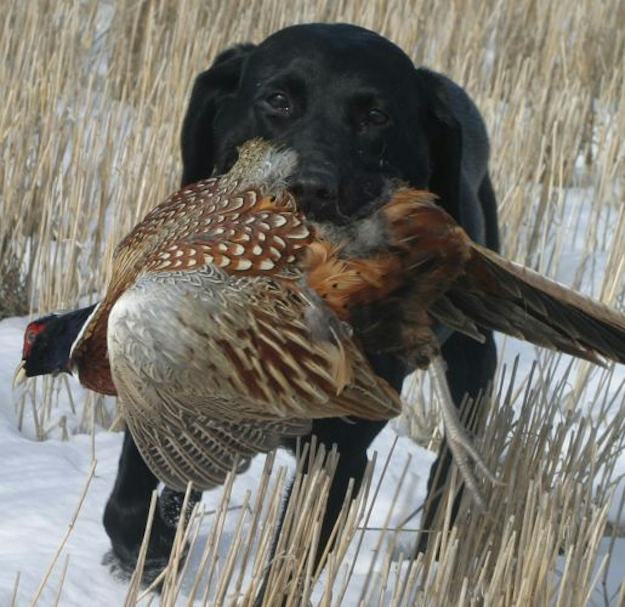 Abby, a black Labrador retriever, fetches a downed rooster.