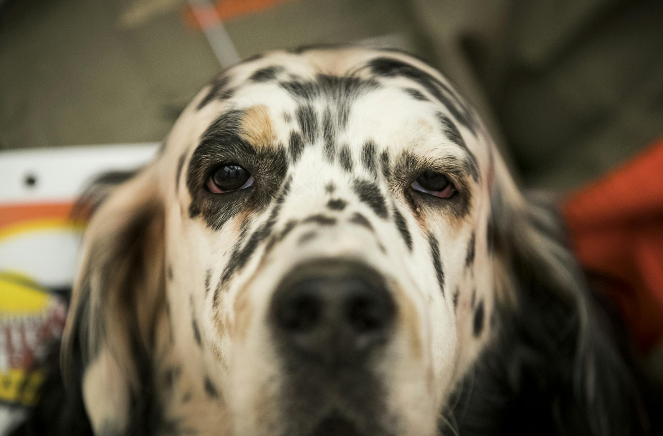 Remington, a Ryman-type English setter.