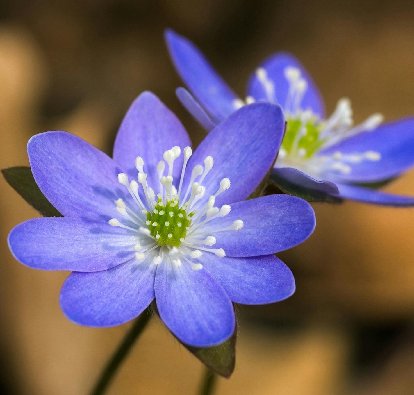 Author Alan Branhagen&#xed;s Top 10 Native Plants - Hepatica in the wildflower garden