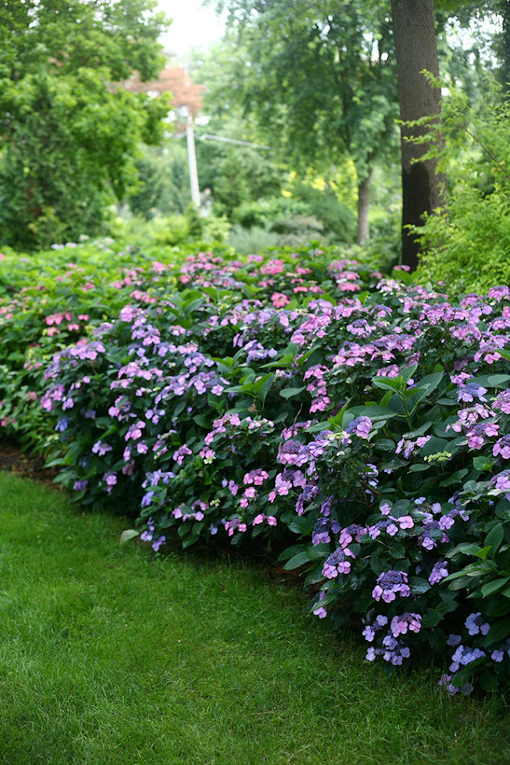 Tuff Stuff, a reblooming lacecap hydrangea variety bred to outwit a polar vortex winter. It grows to about three feet in height and width.  Illustrates GARDENING (category l), by Adrian Higgins, (c) 2014, The Washington Post.  Moved Thursday, June 5, 2014. (MUST CREDIT: Proven Winners.)