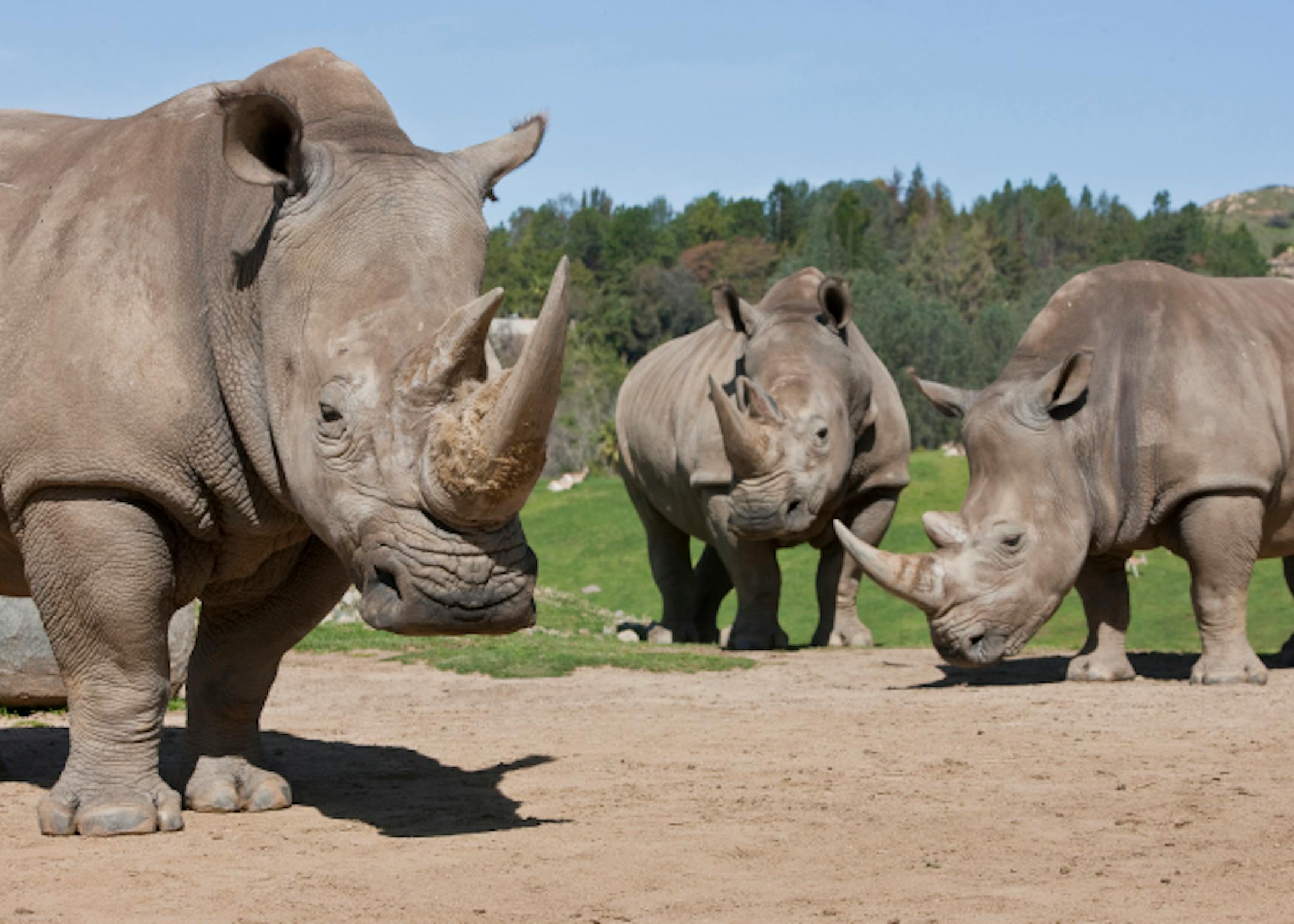Rhinoceros travel through open terrain in the San Diego Zoo Safari Park. All five rhino species, including the southern white rhinos pictured here, travel in groups called a "crash."  The Safari Park has the largest crash of rhinos and the most successful zoo-based breeding program for rhinos anywhere in the world. When the worldwide population of southern white rhinos numbered less than 2,000, a male at the Park became famous for fathering 50 babies during his stay here!