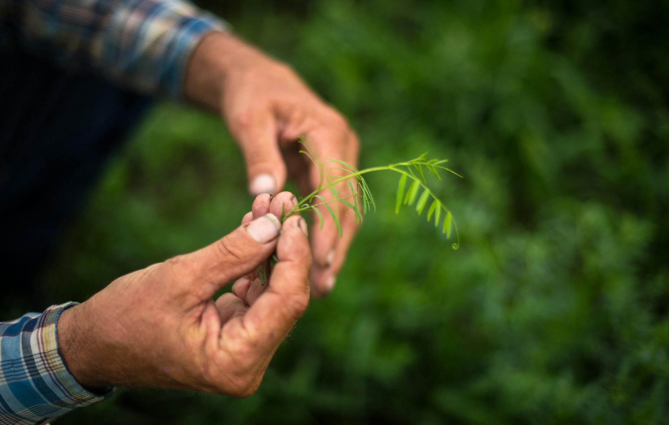 Waiting on plant ID - AL ] (AARON LAVINSKY/STAR TRIBUNE) aaron.lavinsky@startribune.com RIVERS PROJECT: We look at three of Minnesota's rivers, including the Mississippi, Red and Chippewa, to see how land use effects water quality and pollution.